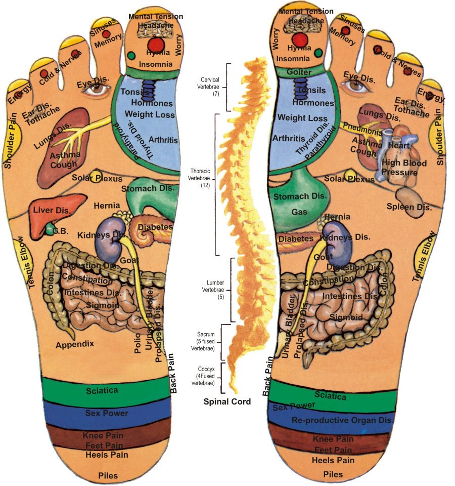 Bàn chân liên quan đến lục phủ ngũ tạng